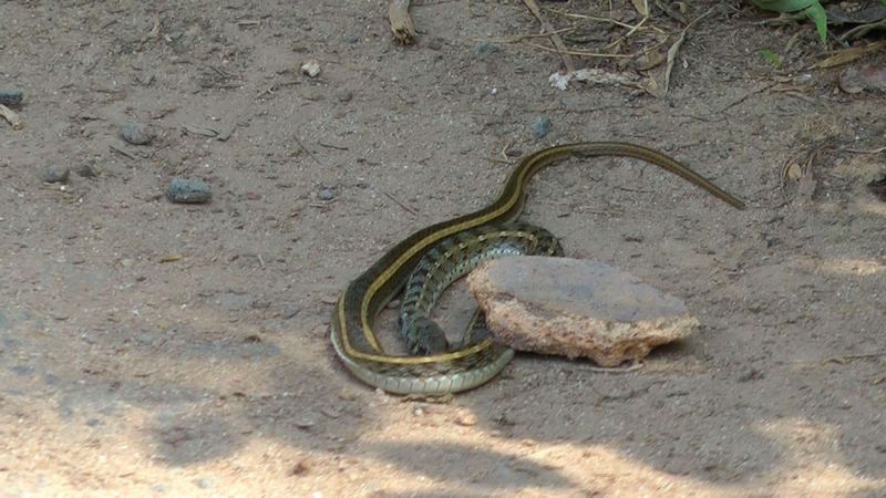 Eine Schlange am Wegesrand in Sri Lanka Eine Schlange am Wegesrand in Sri Lanka